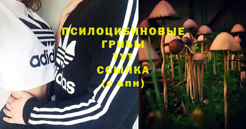 кракен рабочий сайт  Георгиевск  Галлюциногенные грибы MAGIC MUSHROOMS 